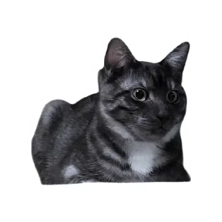 🫣 emoji Злоєбучка Акі 🐈‍⬛ Telegram sticker 5 of 52