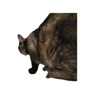 Злоєбучка Акі 🐈‍⬛ sticker 1