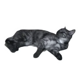 ☺️ emoji Злоєбучка Акі 🐈‍⬛ Telegram sticker 15 of 52