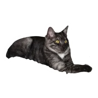 🥴 emoji Злоєбучка Акі 🐈‍⬛ Telegram sticker 16 of 52