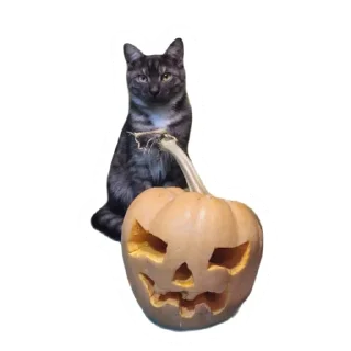 🎃 emoji Злоєбучка Акі 🐈‍⬛ Telegram sticker 21 of 52