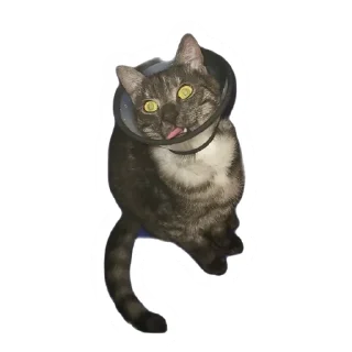 Злоєбучка Акі 🐈‍⬛ sticker 4