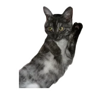 👋 emoji Злоєбучка Акі 🐈‍⬛ Telegram sticker 22 of 52