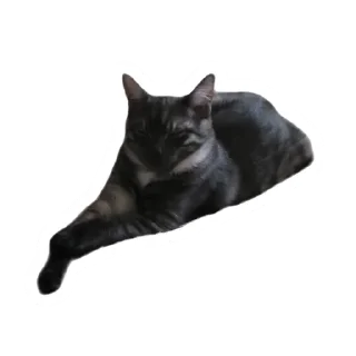 😴 emoji Злоєбучка Акі 🐈‍⬛ Telegram sticker 17 of 52