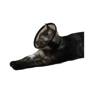 🤨 emoji Злоєбучка Акі 🐈‍⬛ Telegram sticker 6 of 52