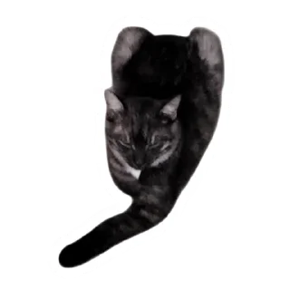 ⬅️ emoji Злоєбучка Акі 🐈‍⬛ Telegram sticker 8 of 52