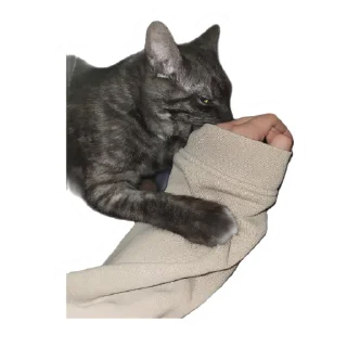 👹 emoji Злоєбучка Акі 🐈‍⬛ Telegram sticker 11 of 52