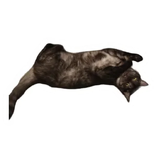 🤯 emoji Злоєбучка Акі 🐈‍⬛ Telegram sticker 7 of 52
