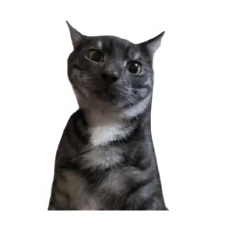 🌟 emoji Злоєбучка Акі 🐈‍⬛ Telegram sticker 24 of 52