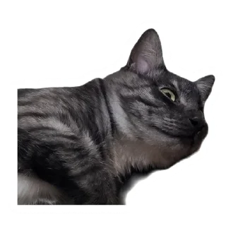 🤔 emoji Злоєбучка Акі 🐈‍⬛ Telegram sticker 19 of 52