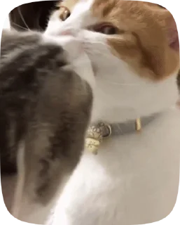 Sticker from Больше стикеров тут: @MelStickers