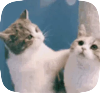 Sticker from Больше стикеров тут: @MelStickers