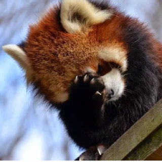 ☀️ emoji Красная панда ♥️ Telegram sticker 13 of 29