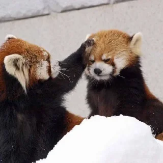 ☀️ emoji Красная панда ♥️ Telegram sticker 14 of 29