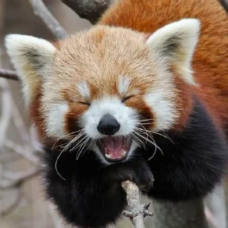 ☀️ emoji Красная панда ♥️ Telegram sticker 7 of 29