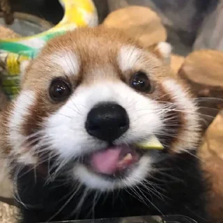 ☀️ emoji Красная панда ♥️ Telegram sticker 17 of 29