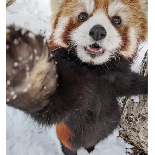 ☀️ emoji Красная панда ♥️ Telegram sticker 16 of 29
