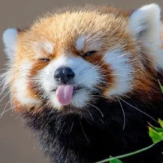 ☀️ emoji Красная панда ♥️ Telegram sticker 11 of 29