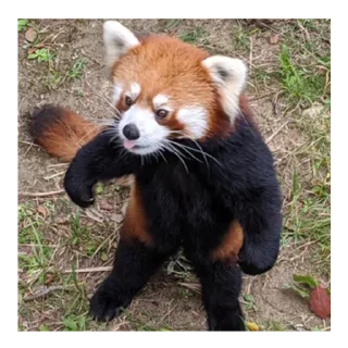 ☀️ emoji Красная панда ♥️ Telegram sticker 18 of 29