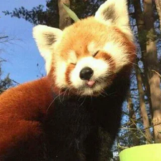 ☀️ emoji Красная панда ♥️ Telegram sticker 6 of 29