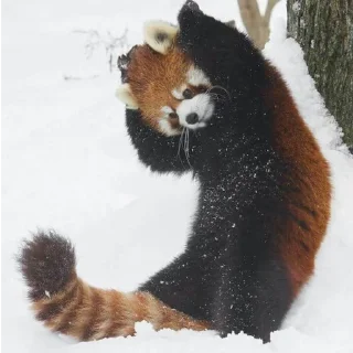 ☀️ emoji Красная панда ♥️ Telegram sticker 8 of 29