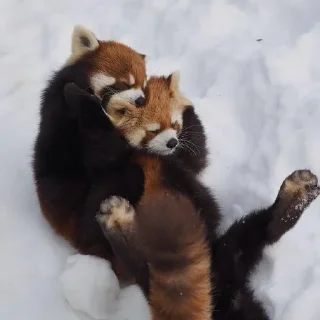 ☀️ emoji Красная панда ♥️ Telegram sticker 15 of 29