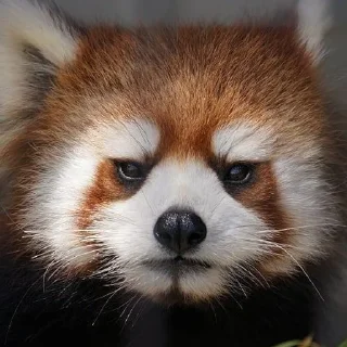 ☀️ emoji Красная панда ♥️ Telegram sticker 23 of 29
