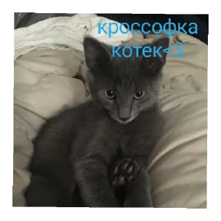 🥰 emoji сайленс от @ineedyoooooouuu Telegram sticker 7 of 14