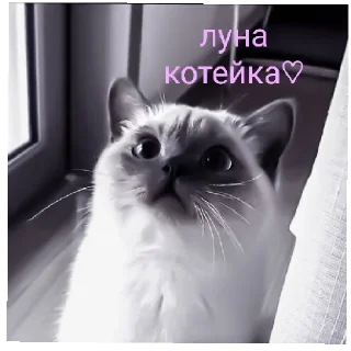 🥰 emoji сайленс от @ineedyoooooouuu Telegram sticker 13 of 14