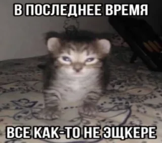 🌟 emoji Не пиздеть уебаны(прода3) Telegram sticker 19 of 85