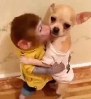 🌟 emoji жизнь макака Telegram sticker 13 of 31