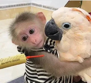 🌟 emoji жизнь макака Telegram sticker 22 of 31