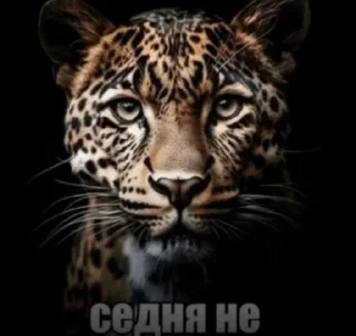Sticker from закинул шмали