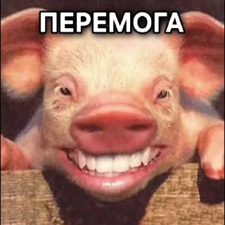 🐷 emoji Еще стикеры - @The_Packo Telegram sticker 15 of 45