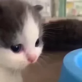 😕 emoji котики Telegram sticker 11 of 60