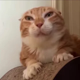 😑 emoji котики Telegram sticker 17 of 60