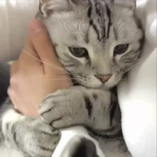 😔 emoji котики Telegram sticker 12 of 60