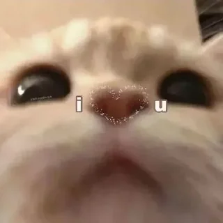 Sticker from Cats