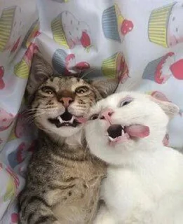 Sticker from Cats