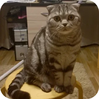 🐱 emoji ПупсЕки Telegram sticker 5 of 109