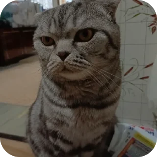 🐱 emoji ПупсЕки Telegram sticker 14 of 109