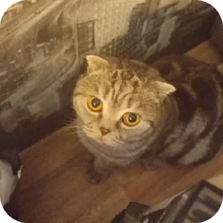 🐱 emoji ПупсЕки Telegram sticker 16 of 109