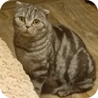 🐱 emoji ПупсЕки Telegram sticker 7 of 109