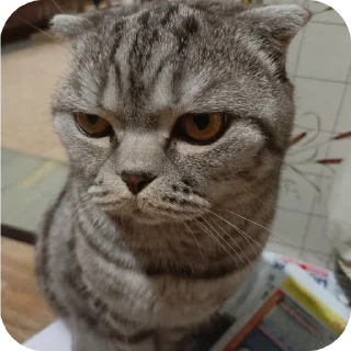 🐱 emoji ПупсЕки Telegram sticker 13 of 109