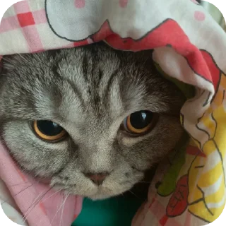 🐱 emoji ПупсЕки Telegram sticker 18 of 109
