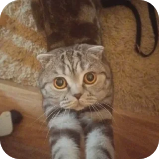 🐱 emoji ПупсЕки Telegram sticker 17 of 109