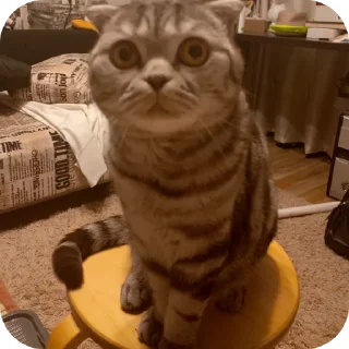 🐱 emoji ПупсЕки Telegram sticker 6 of 109