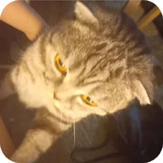 🐱 emoji ПупсЕки Telegram sticker 15 of 109