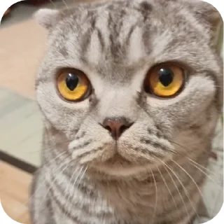 🐱 emoji ПупсЕки Telegram sticker 12 of 109