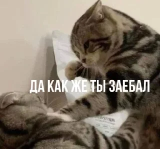 😡 emoji на блэссе Telegram sticker 8 of 120